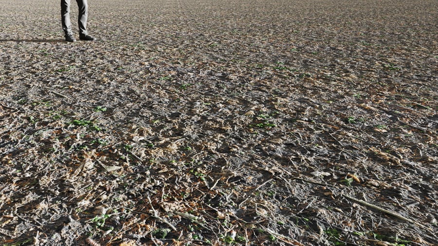 Textura de vegetação seca na floresta