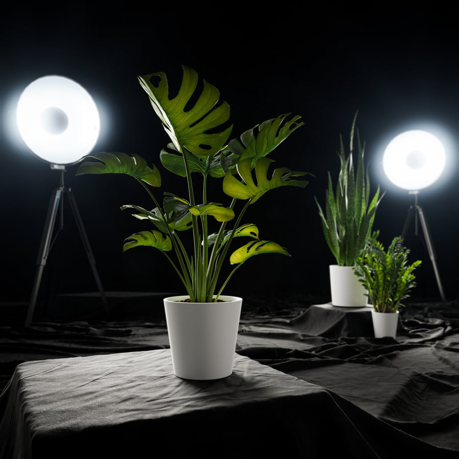Planta Monstera Deliciosa em vaso Modelo