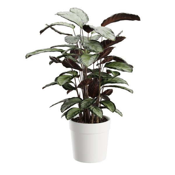 Calathea Argentea Plant Model