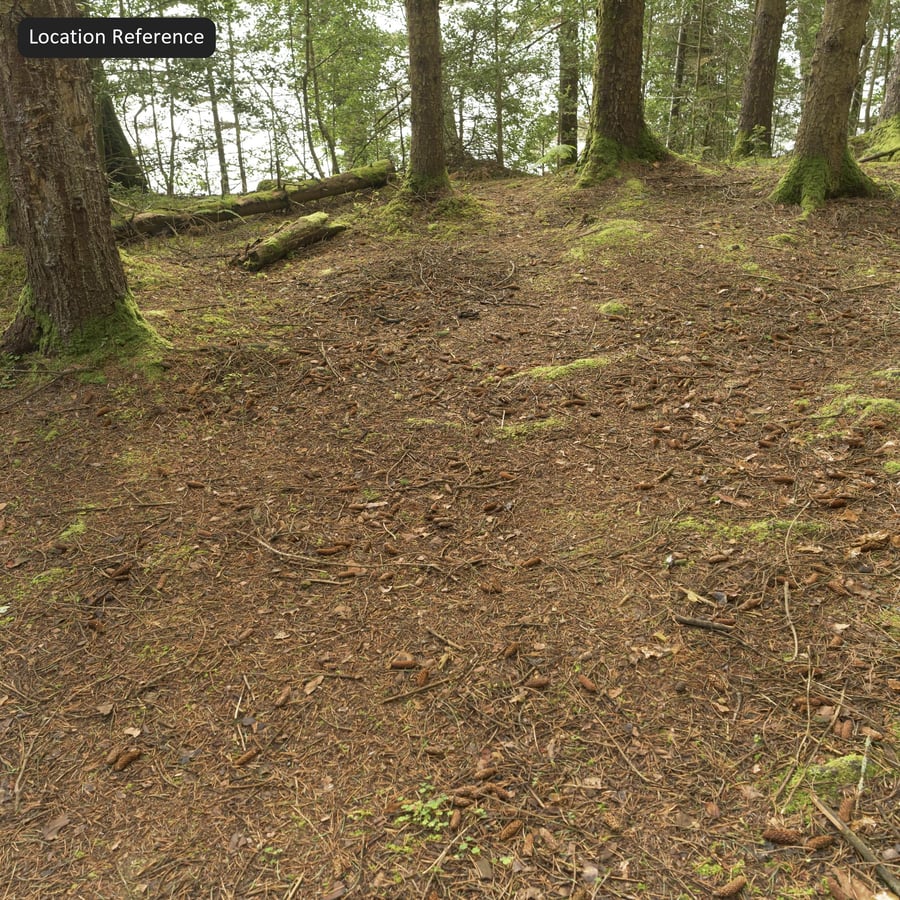 Texture du sol de la forêt sèche