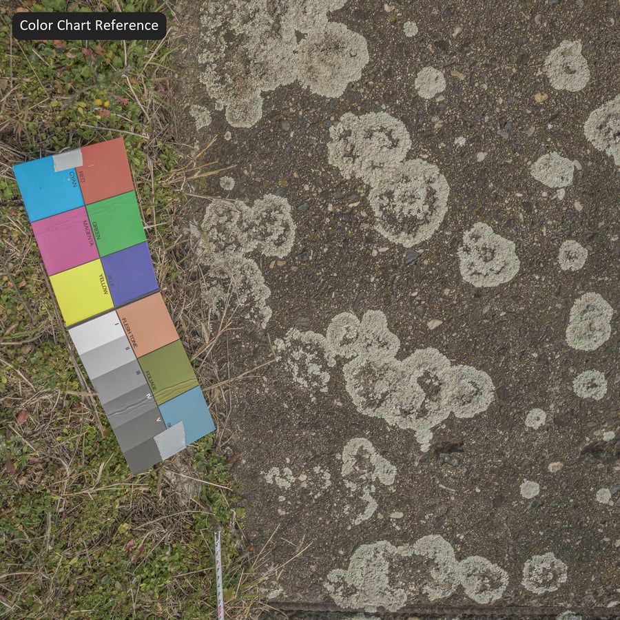 Poliigon Concrete Wall Lichen 10916