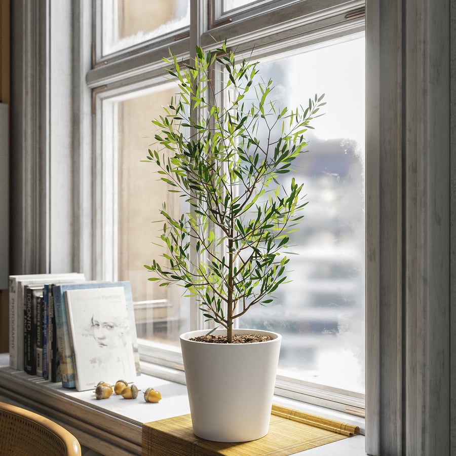 Modelo de planta em vaso de oliveira jovem