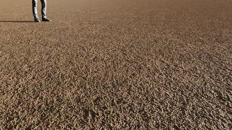 Textura de ervas daninhas e relva seca