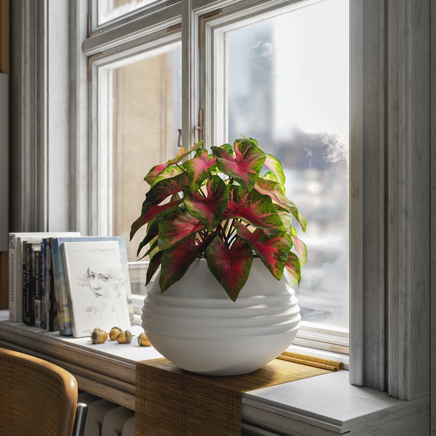 Modelo de planta em vaso Caladium, vermelho