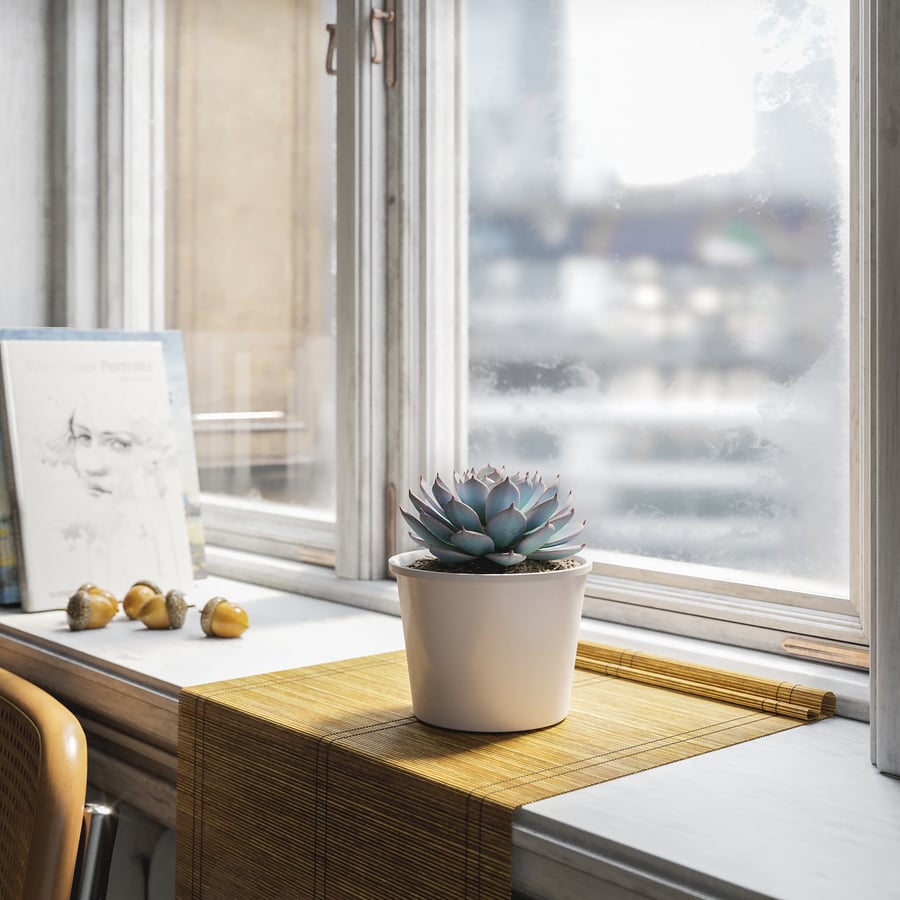 Planta Suculenta em Vaso Echeveria Morning Beauty Modelo
