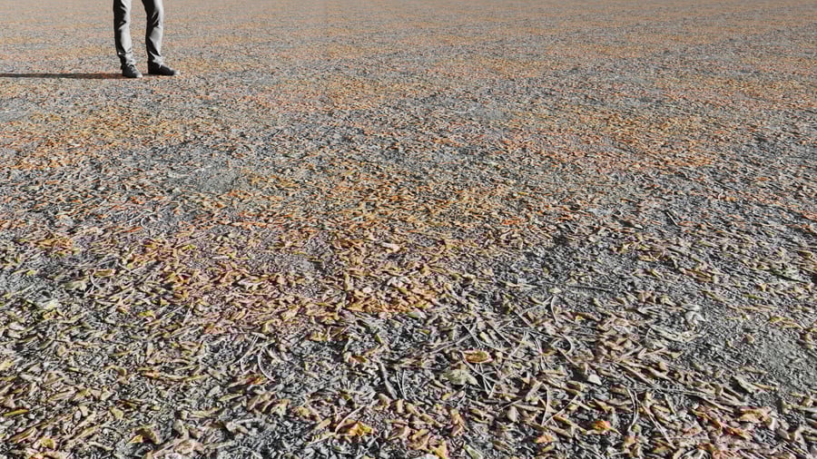 Dried Leaves Forest Texture, Orange