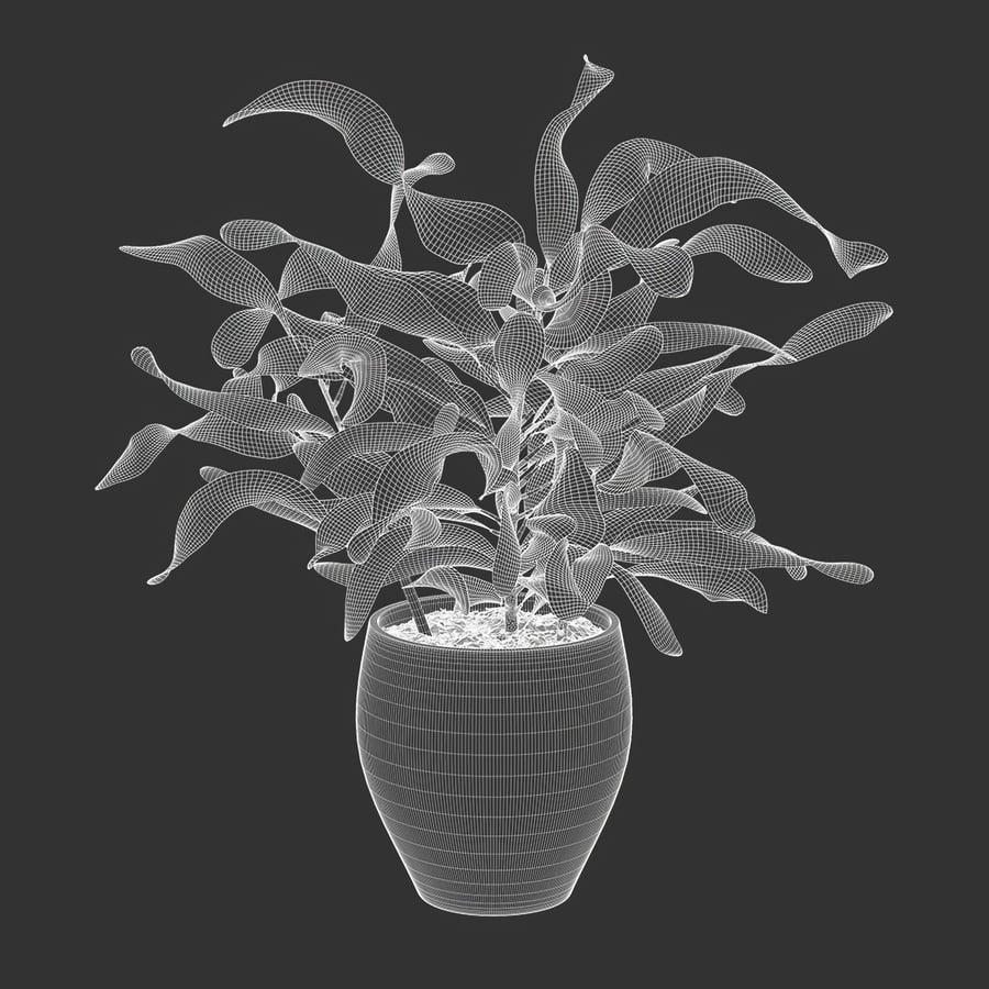 Mammy Croton Plant Potted Plant Model