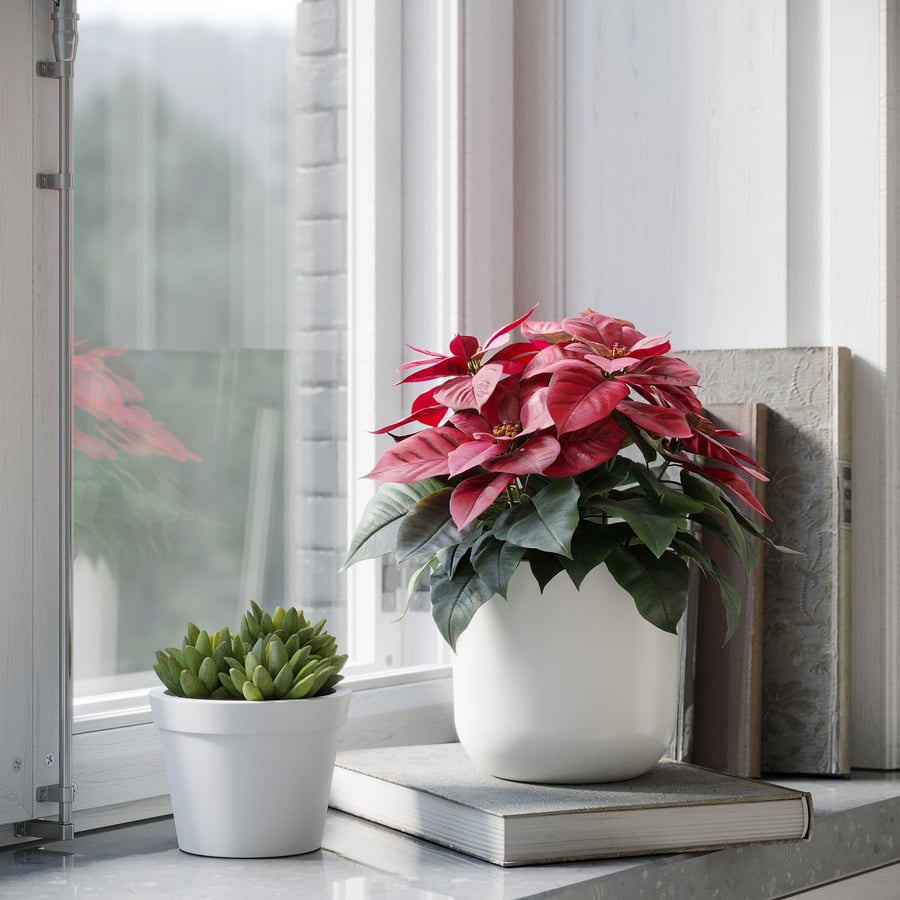 Poinsettia Plant Model