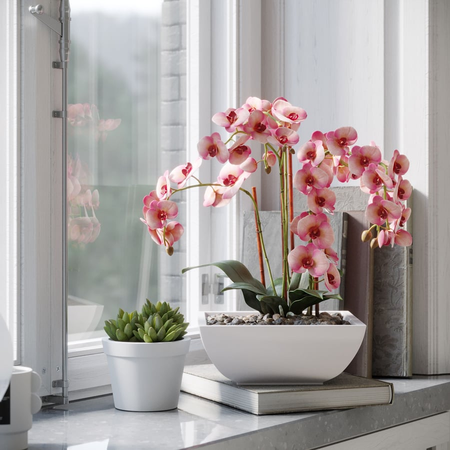 Orchid Plant Model, Red