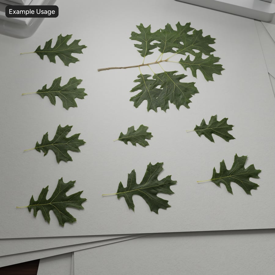 Oak Leaves Atlas