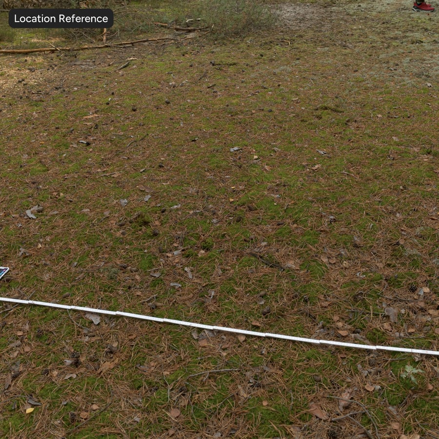Fallen Conifer Leaves on Grass Ground Texture