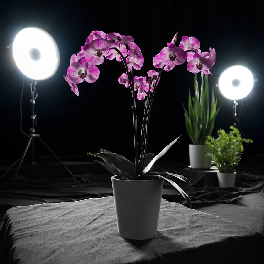 Modelo de planta de orquídea, rosa