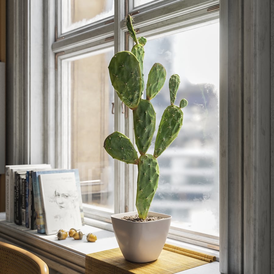 Watered Prickly Pear Cactus Potted Plant Model