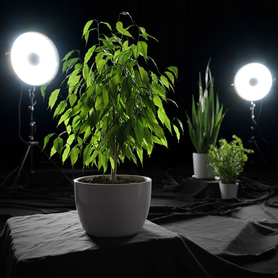 Modelo de planta Ficus Benjamina