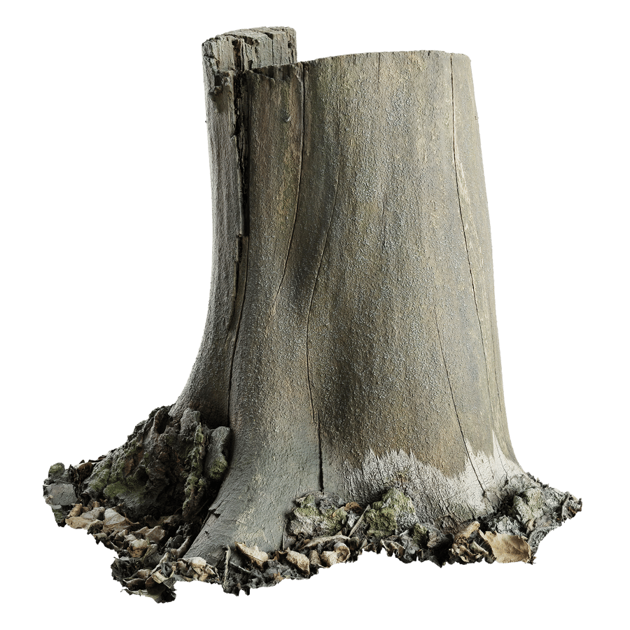 Medium Bare Cut Deciduous Forest Stump Model
