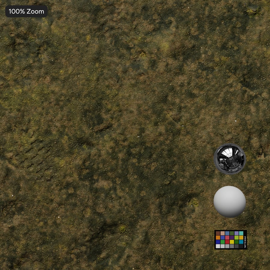 Algae Covered Ground Texture