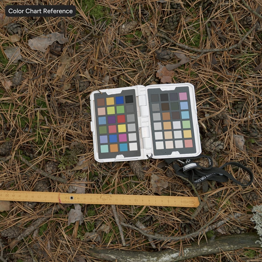 Folhas de pinheiro secas no solo Textura