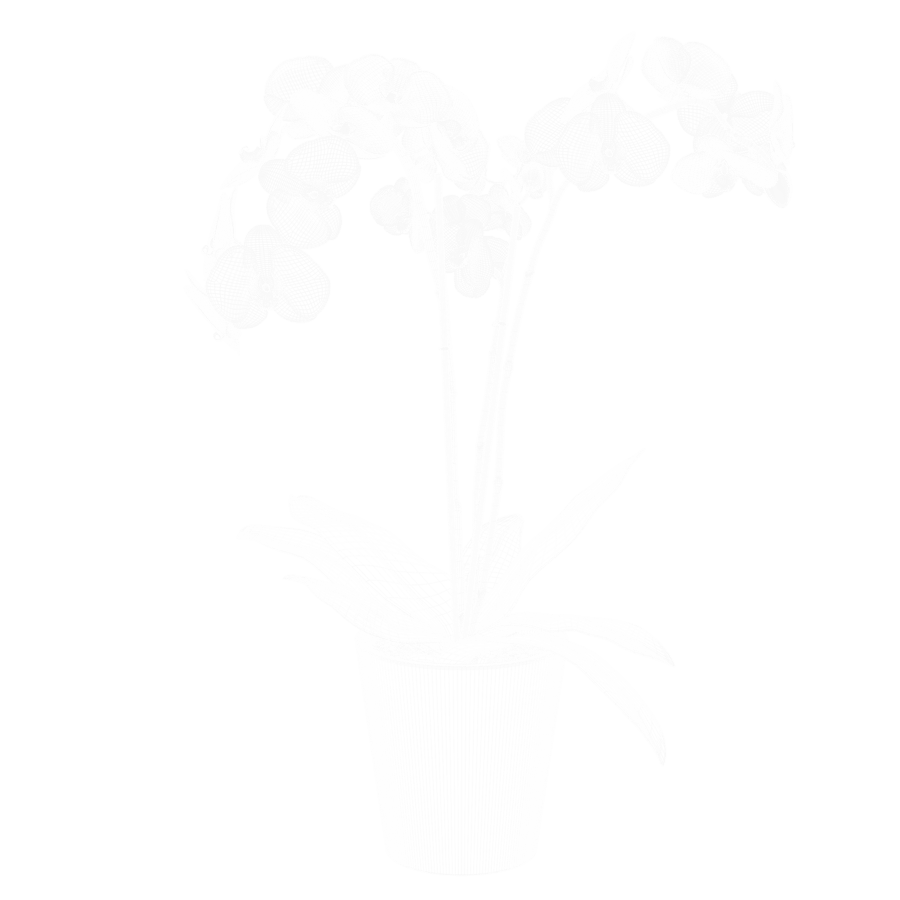 Modelo de planta de orquídea, rosa