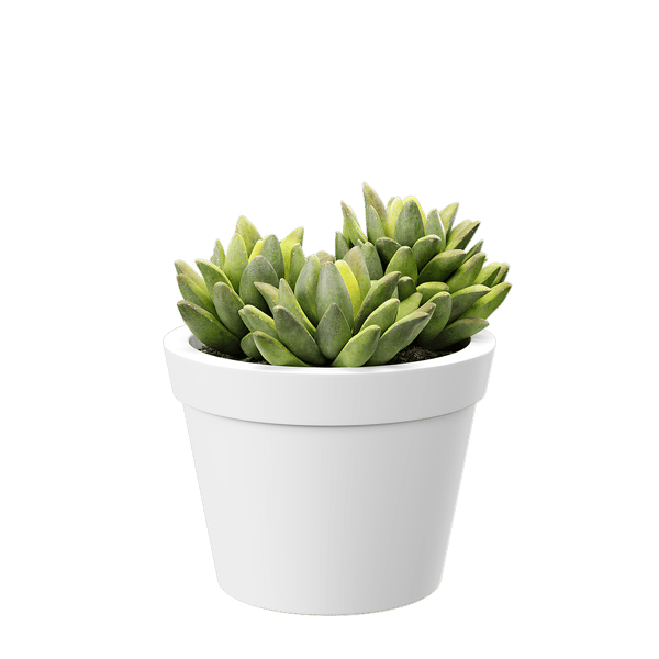 Baby Agave Pflanze Sukkulente Topfpflanze Modell