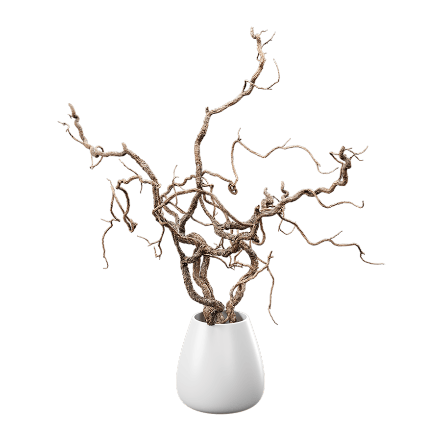 Bare Corkscrew Hazel Potted Plant Model