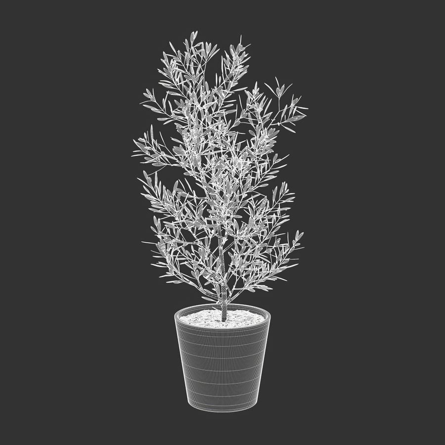 Modelo de planta em vaso de oliveira jovem