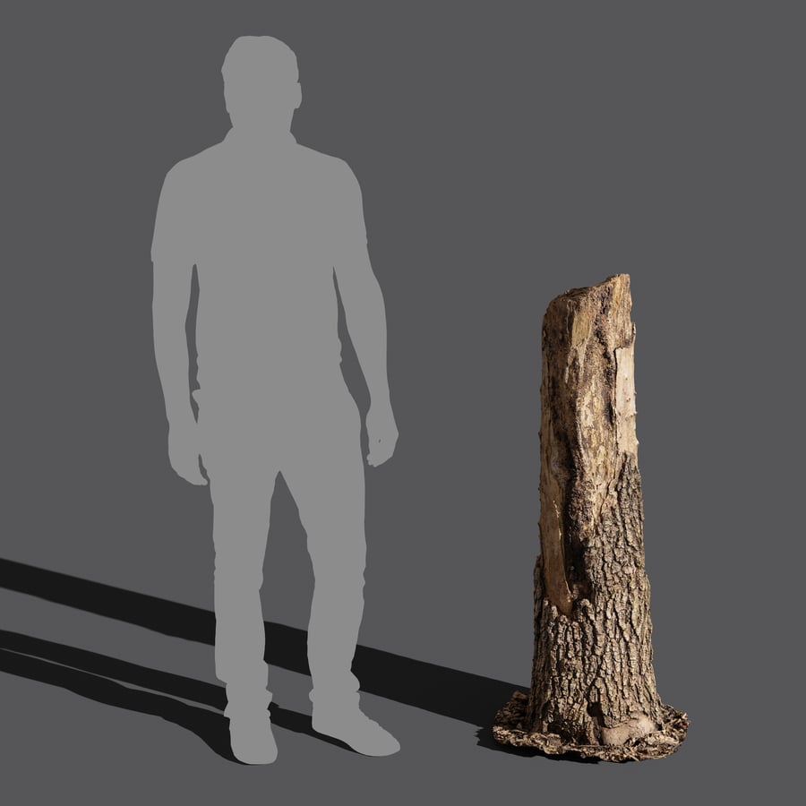 Tall Broken Conifer Stump Model