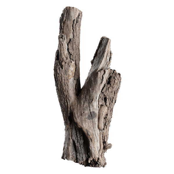 Tall Cut V-Shaped Deciduous Stump Model