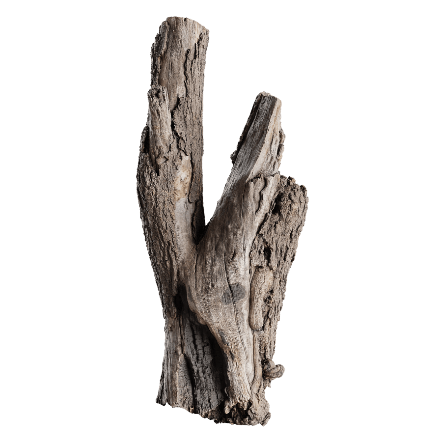 Tall Cut V-Shaped Deciduous Stump Model