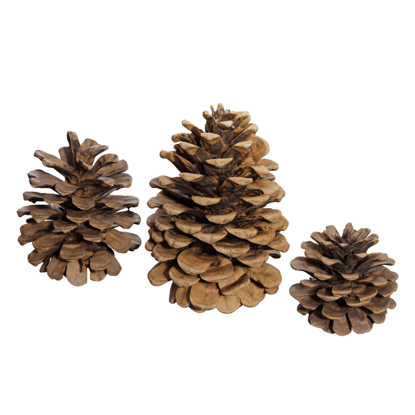 Pine Cones Model