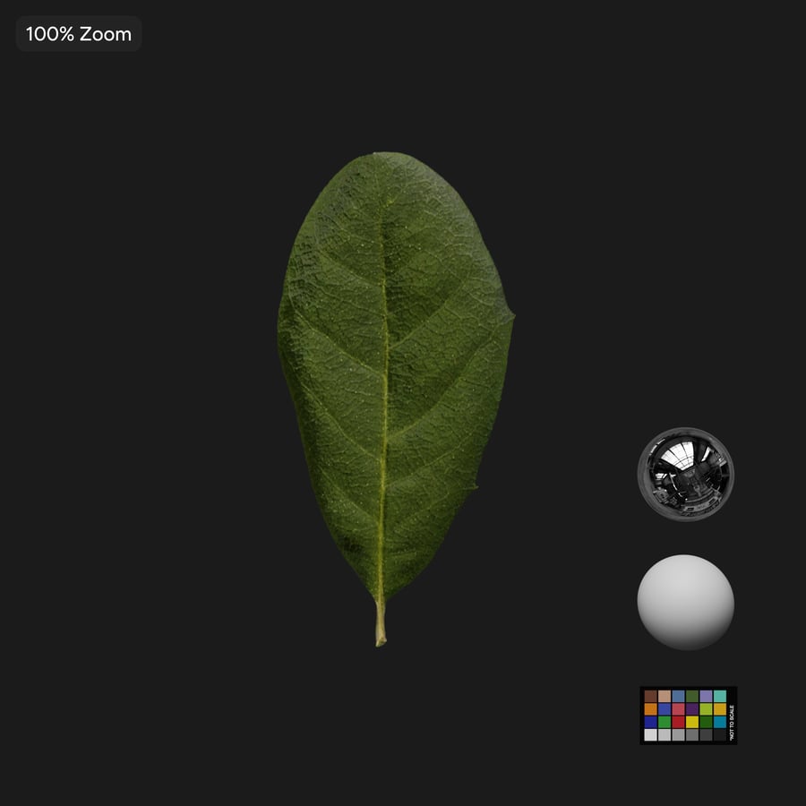 Oak Leaves Atlas