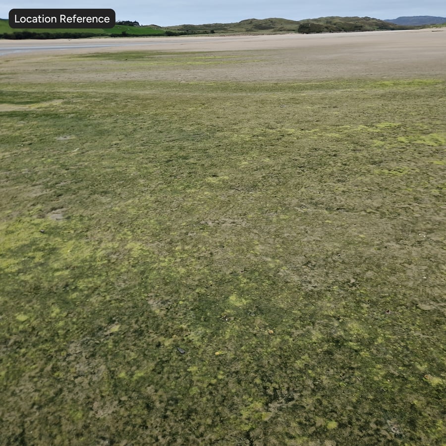 Algae Covered Ground Texture