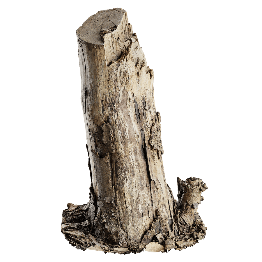 Medium Cut Bare Deciduous Stump Model