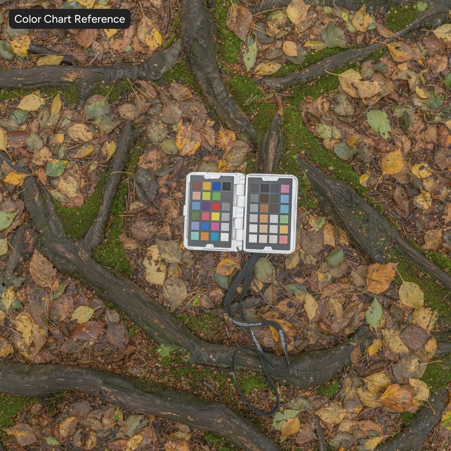 Tree Roots and Leaves Forest Texture