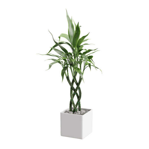 Modelo de planta de treliça de bambu