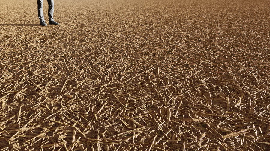 Dried Reeds Texture