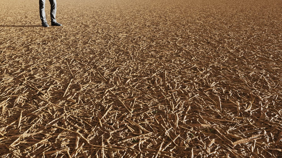 Dried Reeds Ground Texture