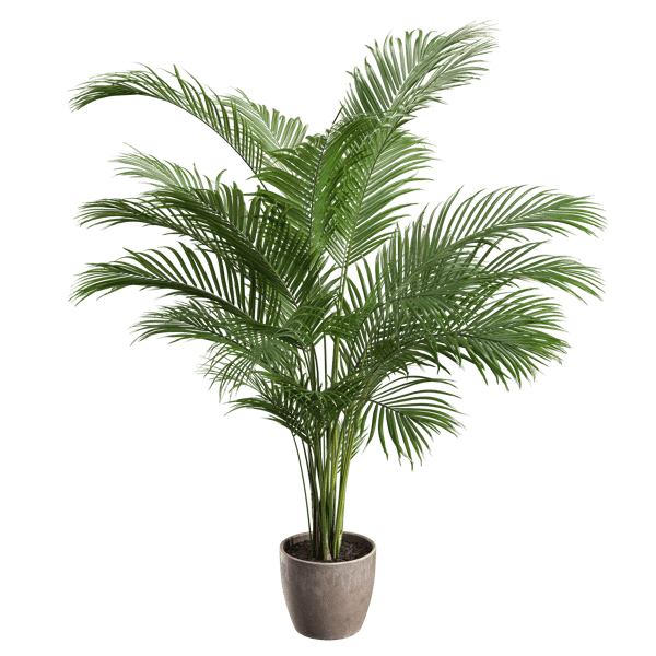 Medium Areca Palm Potted Plant Model
