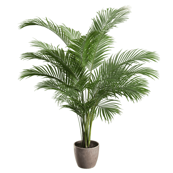Medium Areca Palm Topfpflanze Modell