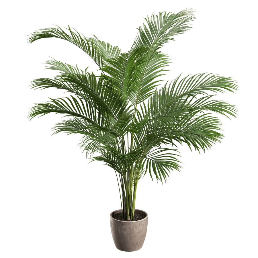 Medium Areca Palm Potted Plant Model