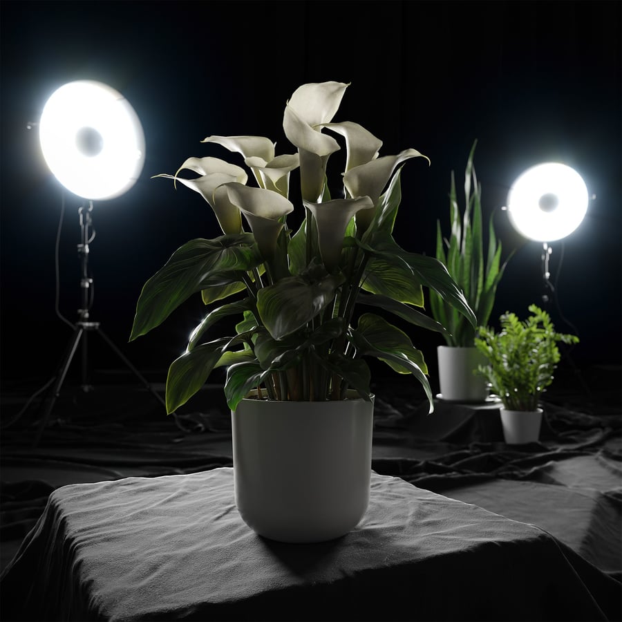 Modelo de planta de lírio-de-calla