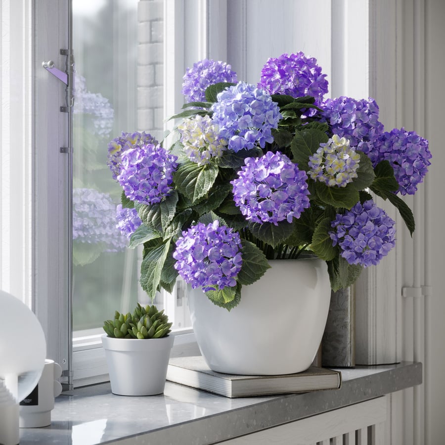Modelo de planta de hortênsia Mophead, roxa