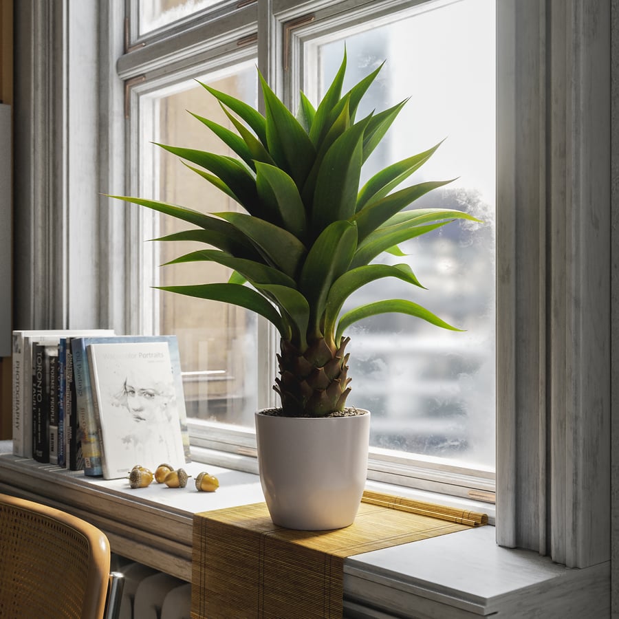 Planta Suculenta Agave Modelo em Vaso
