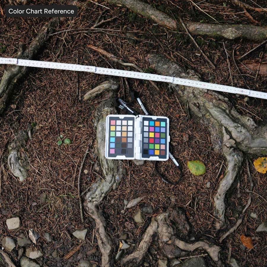 Bladeren op rotsachtige grond Vuilpadtextuur