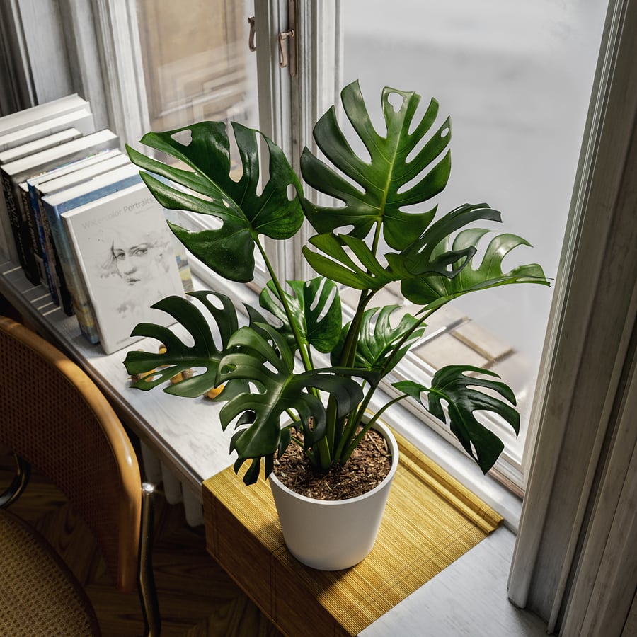 Planta Monstera Deliciosa em vaso Modelo