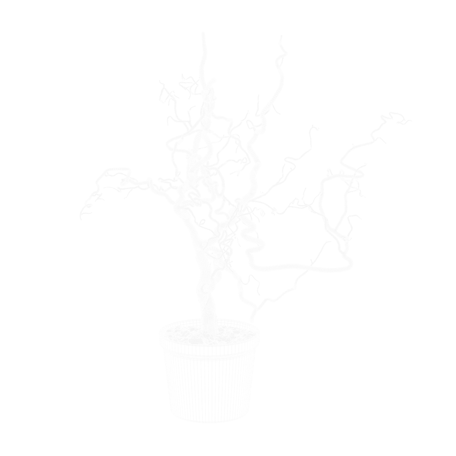 Corkscrew Hazel Branches Plant Model