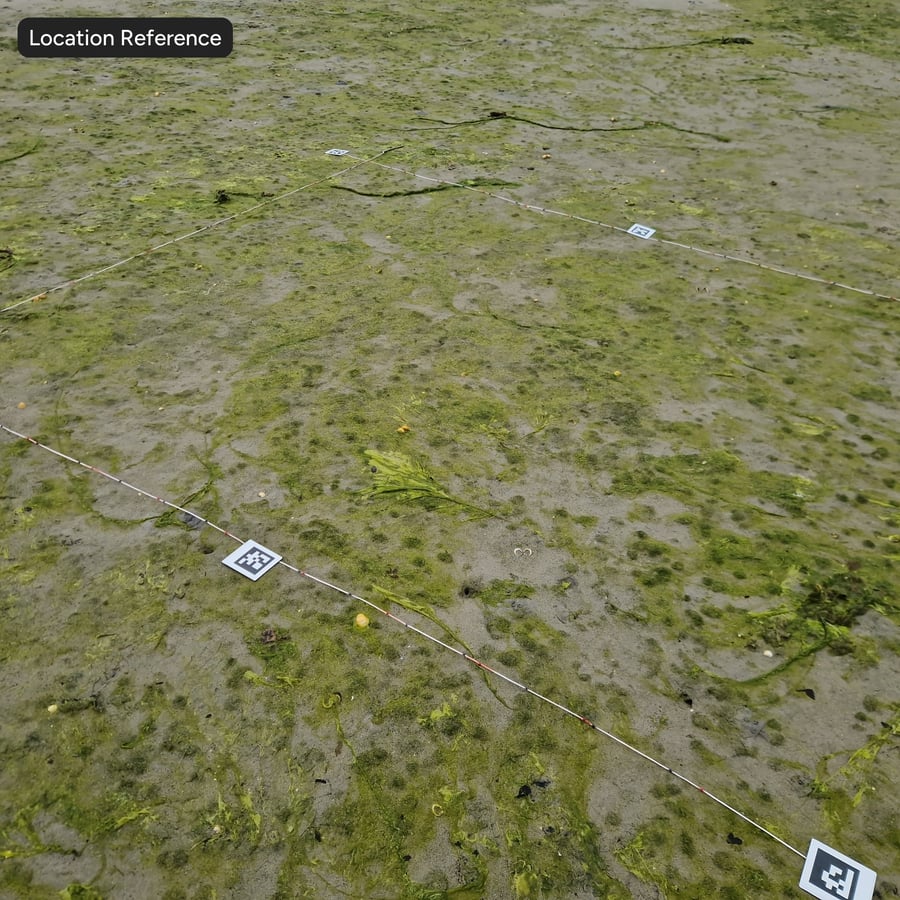 Algenstrandgrondtextuur