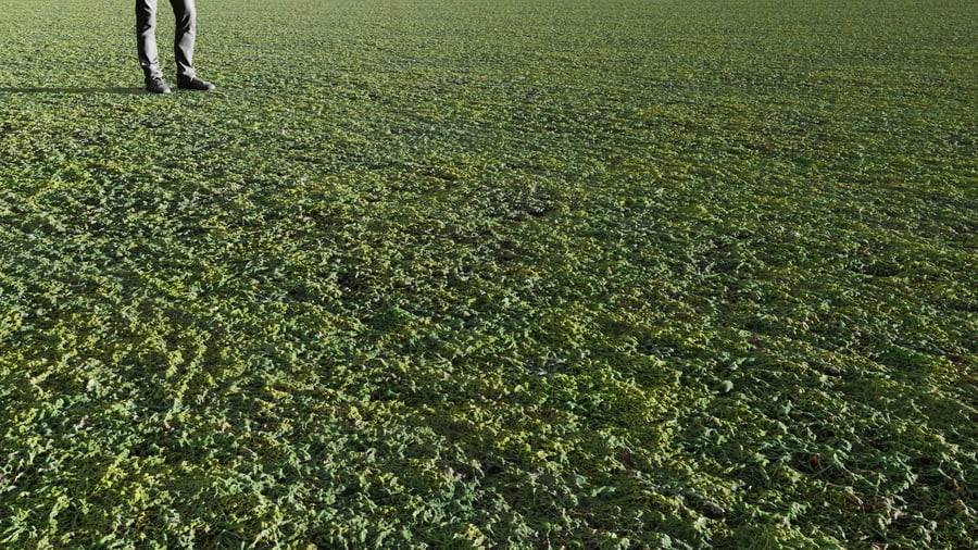 Short Grass Texture