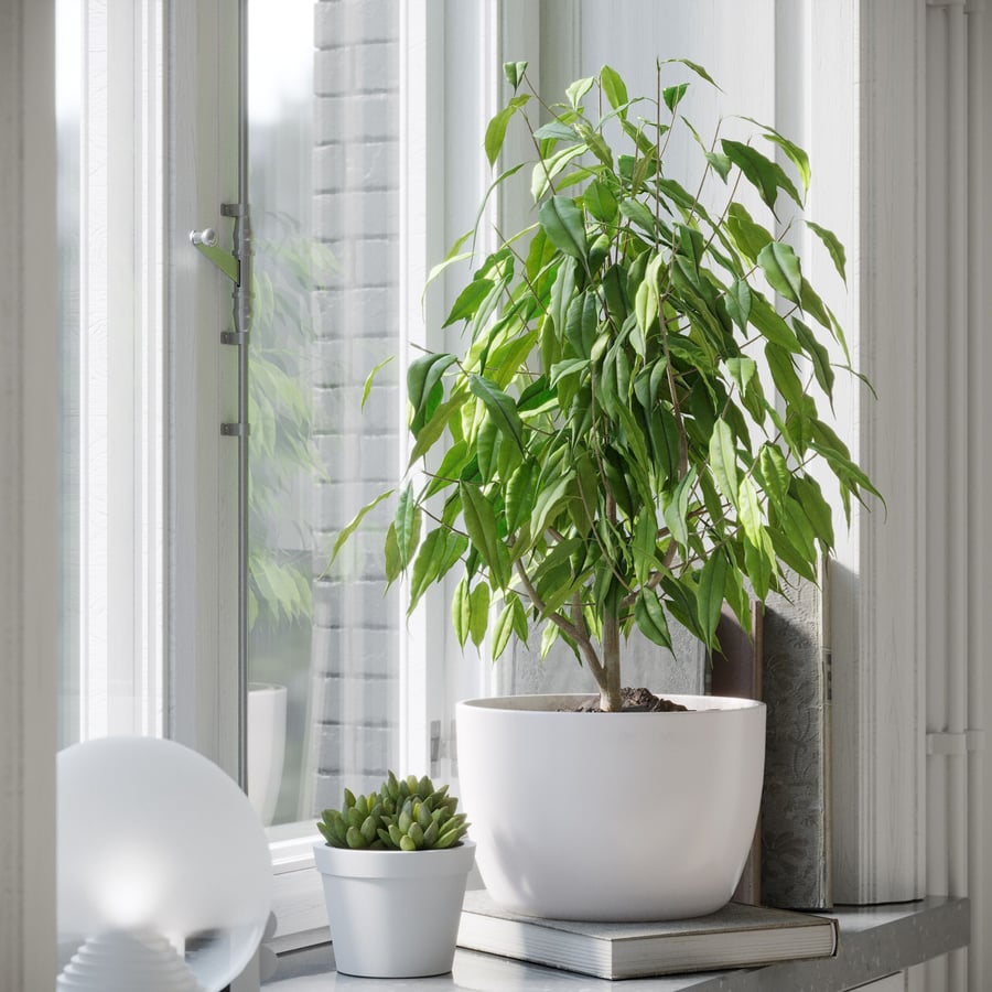 Modelo de planta Ficus Benjamina