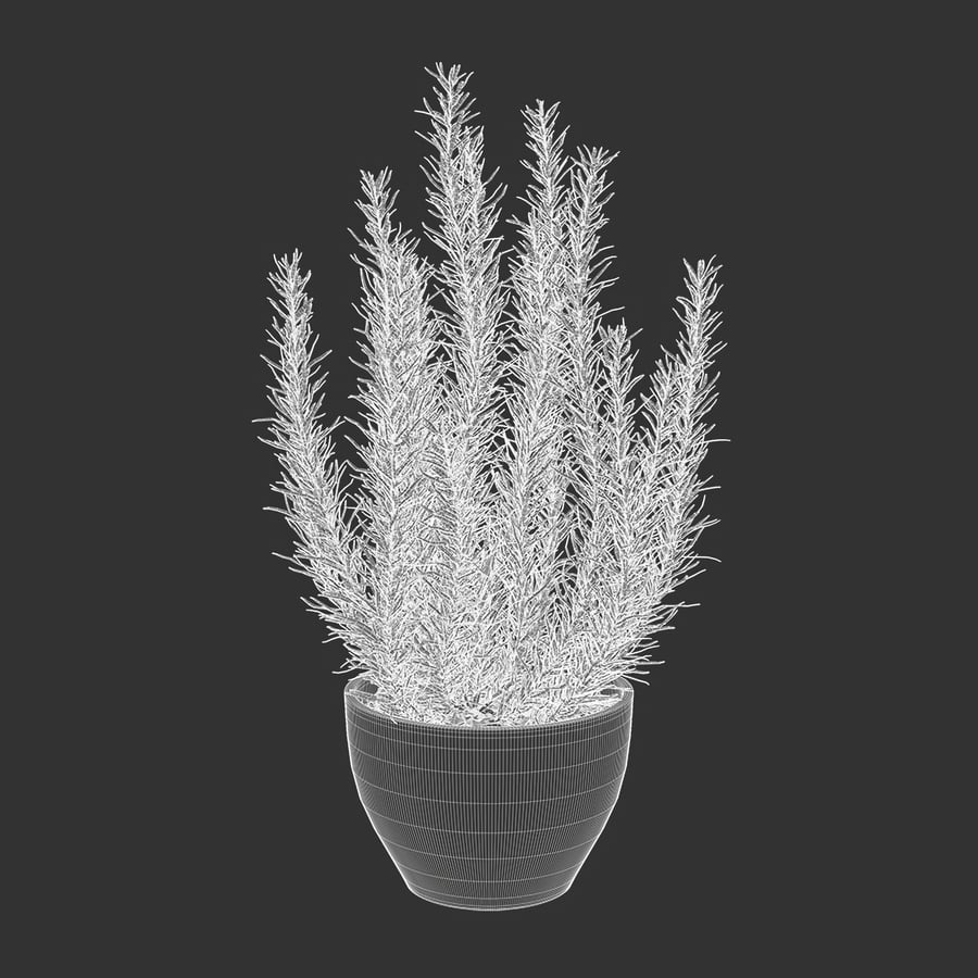 Rosemary Plant Herb Potted Plant Model