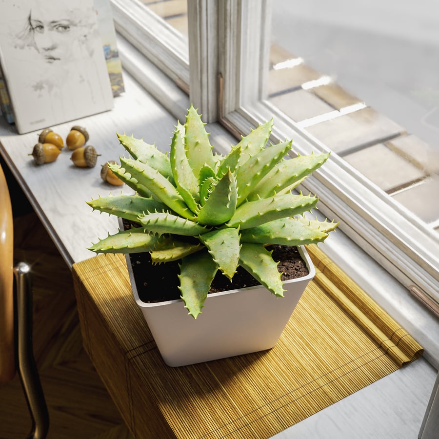 Planta Suculenta de Aloe com Folhas Curtas em Vaso Modelo